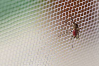 Mindent az elszakadt szúnyogháló házi javításáról